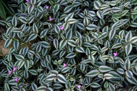 Tradescantia zebrina has attractive zebra-patterned leaves.の写真素材