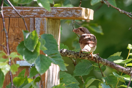 Eurasian wryneck carrying eggs and larvae of ants to his childrent in a nest box