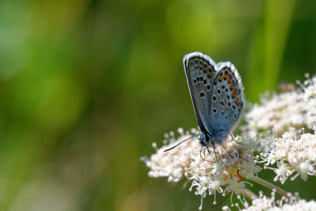 Plebejus idas, the Idas blue or northern blue, is a butterfly of the family Lycaenidae.の写真素材