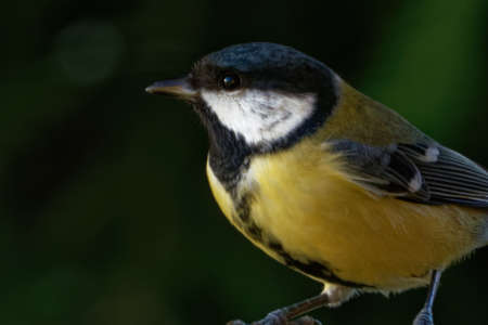 Great tit (Parus major) is a passerine bird in the tit family Paridaeの写真素材