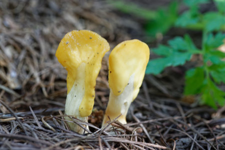 Little nonedible mushroom in a forest of larch, middle of September.