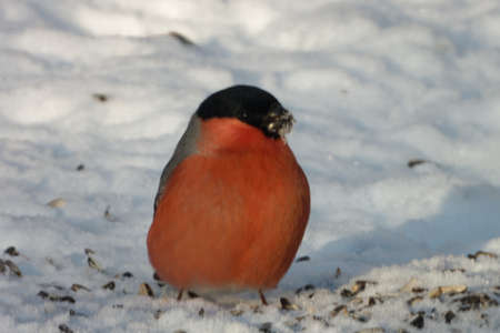 Eurasian bullfinch, common bullfinch or bullfinch (Pyrrhula pyrrhula) is a small passerine bird in the finch family.の写真素材