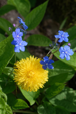 Myosotis is a genus of flowering plants in the family Boraginaceae, and Taraxacum  is a large genus...