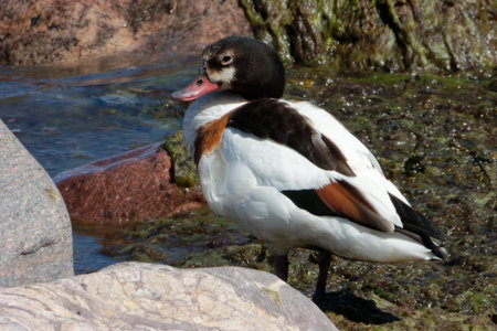Common shelduck (Tadorna tadorna) is a waterfowl species of the shelduck genus.