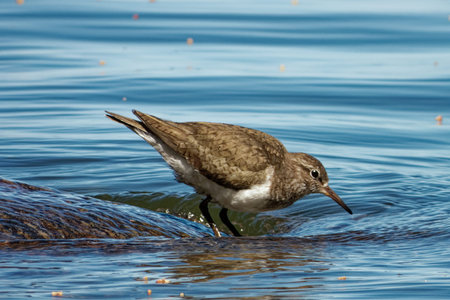 Common sandpiper (Actitis hypoleucos) is a small Palearctic wader.