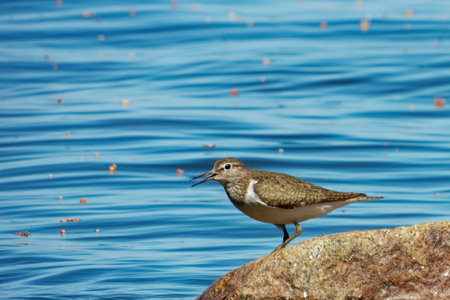 Common sandpiper (Actitis hypoleucos) is a small Palearctic wader.