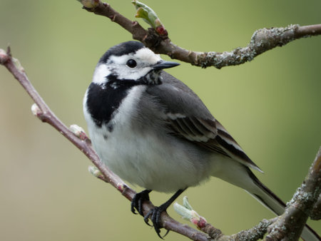 White wagtail (Motacilla alba) on a branch of an old apple tree.
