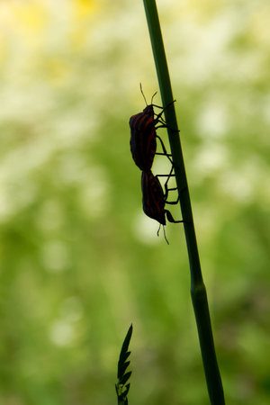Graphosoma lineatum is a species of shield bug in the family Pentatomidae.の写真素材
