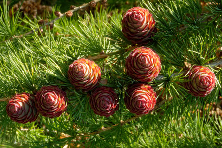 Young ovulate cones of larch tree in spring, beginning of June.の写真素材