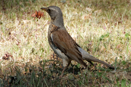 Fieldfare (Turdus pilaris) is a member of the thrush family Turdidae.の写真素材