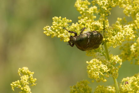Copper chafer is a species of chafer in the family Scarabaeidae.