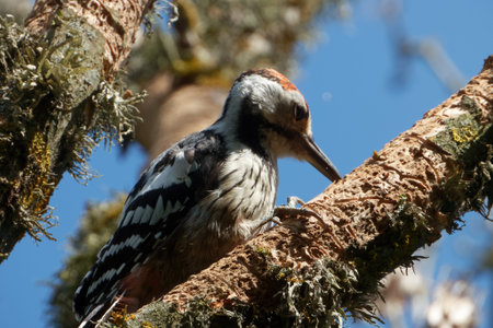 The white-backed woodpecker (Dendrocopos leucotos) is a Eurasian woodpecker belonging to the genus...