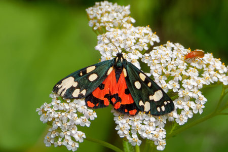 Garden tiger moth or great tiger moth (Arctia caja) is a moth of the family Erebidae.