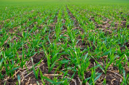 Green field with rows of fresh plantsの写真素材