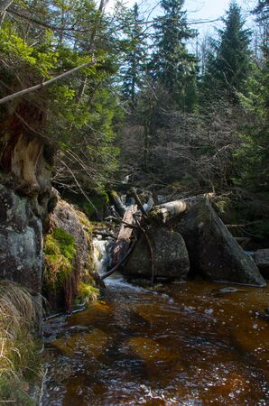 Mountain stream in green forest at spring timeの写真素材