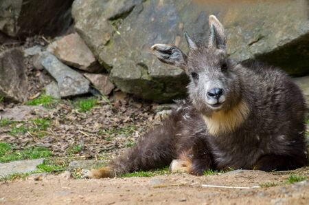 Himalayan goral resting in the sunの写真素材