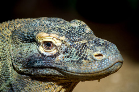 The Komodo dragon, Varanus komodoensis, also known as the Komodo monitor, is a species of lizard...