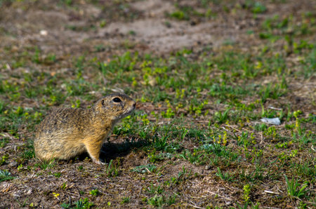 The European ground squirrel, Spermophilus citellus, also known as the European souslik, is a...