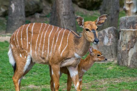 Greater kudu female with young fawnの写真素材