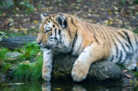 Siberian tiger cub by the waterの写真素材