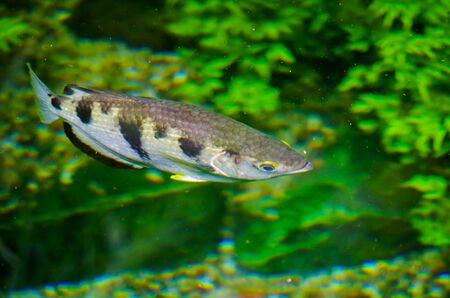 Archerfish waiting for pray in a pondの写真素材