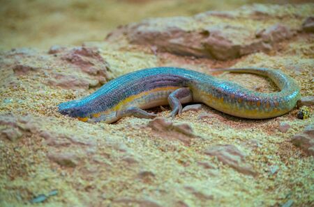 Eumeces schneiderii, commonly known as Schneider's skink or the Berber skink, is a species of skink endemic to Central Asia, Western Asia, and North Africa.の写真素材