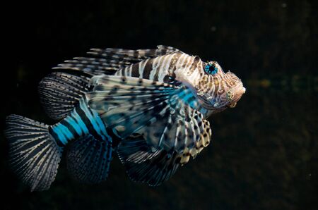 Dendrochirus zebra, known commonly as the zebra turkeyfish or zebra lionfish among other vernacular names, is a species of marine fish in the family Scorpaenidae.の写真素材