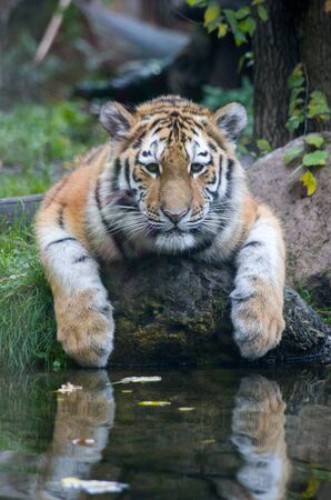 Siberian tiger cub by the waterの写真素材