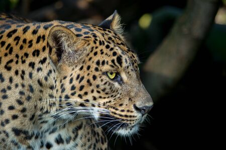 The Sri Lankan leopard, Panthera pardus kotiya, is a leopard subspecies native to Sri Lanka that was first described in 1956 by the Sri Lankan zoologist Deraniyagala.の写真素材