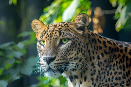 The Sri Lankan leopard, Panthera pardus kotiya, is a leopard subspecies native to Sri Lanka that was first described in 1956 by the Sri Lankan zoologist Deraniyagala.の写真素材