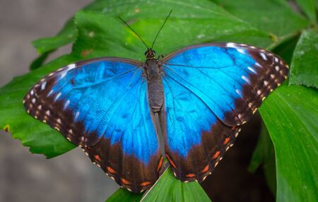 Morpho peleides, the Peleides blue morpho, common morpho or the emperor is an iridescent tropical butterfly found in Mexico, Central America, northern South America, Paraguay and Trinidad.の写真素材