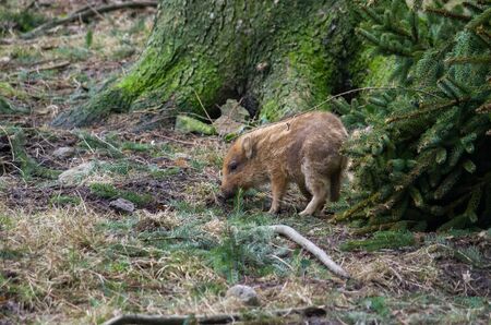 wild boar in the forestの写真素材