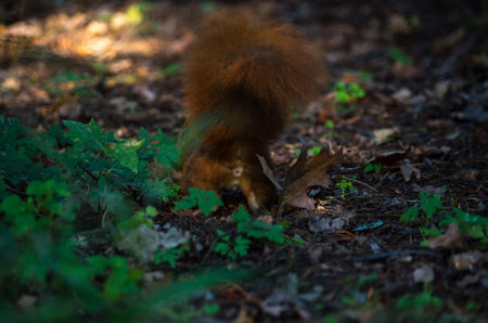 The red squirrel or Eurasian red squirrel, Sciurus vulgaris, is a species of tree squirrel in the...