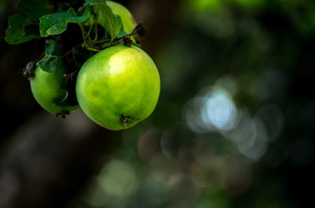 Green apple hanging on a branch