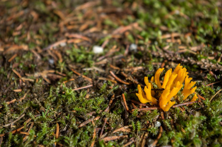 Ramaria flava, is a yellow edible coral mushroom found widely in Europe. Also known by its local name changle it is also native to temperate areas of southern Chile and south of Brazil.の写真素材