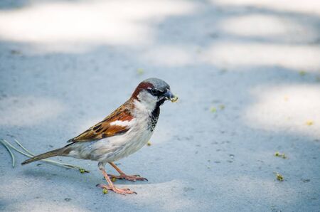 A sparrow in the sunの写真素材