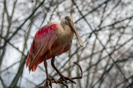 The roseate spoonbill, Platalea ajaja, sometimes placed in its own genus Ajaja, is a gregarious wading bird of the ibis and spoonbill family, Threskiornithidae.の写真素材