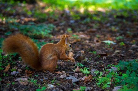 The red squirrel or Eurasian red squirrel, Sciurus vulgaris, is a species of tree squirrel in the genus Sciurus common throughout Eurasia.の写真素材