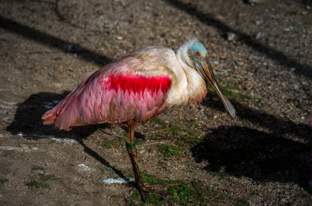The roseate spoonbill, Platalea ajaja, sometimes placed in its own genus Ajaja, is a gregarious...