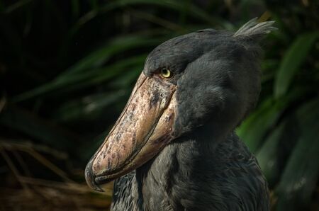 The shoebill, Balaeniceps rex, also known as whalehead, whale-headed stork, or shoe-billed stork, is a very large stork-like bird.の写真素材