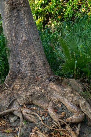 A tree in a tropical forest