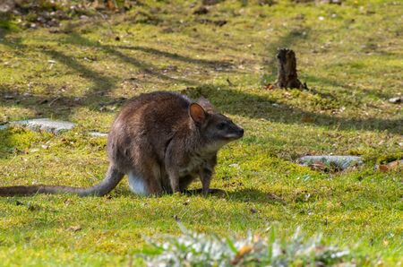 The red-necked wallaby or Bennett's wallaby, Macropus rufogriseusの写真素材