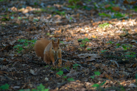 The red squirrel or Eurasian red squirrel, Sciurus vulgaris, is a species of tree squirrel in the...