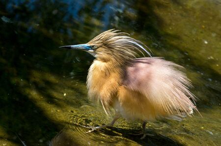The squacco heron, Ardeola ralloides, is a small heron. It is of Old World origins, breeding in southern Europe and the Greater Middle East.の写真素材
