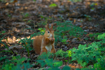 The red squirrel or Eurasian red squirrel, Sciurus vulgaris, is a species of tree squirrel in the genus Sciurus common throughout Eurasia.の写真素材