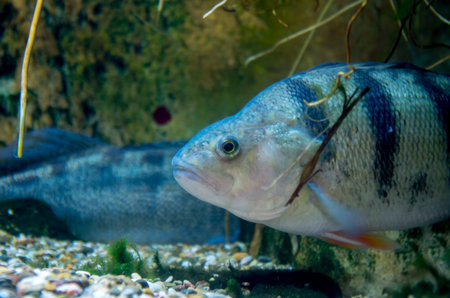 Perca fluviatilis, commonly known as the common perch, or simply the perch, is a predatory species...