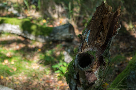 A dead standing tree, known as a snag, provides many of the same functions as coarse woody debris.