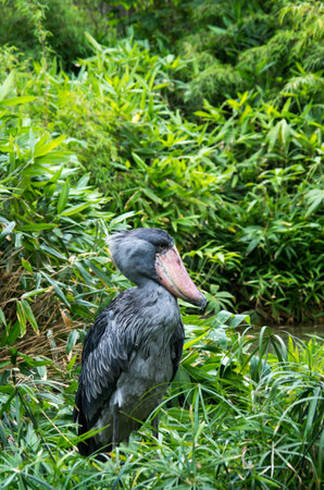 The shoebill, Balaeniceps rex, also known as whalehead, whale-headed stork, or shoe-billed stork, is...