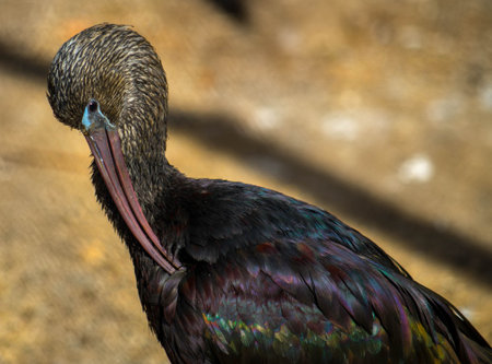 The Glossy Ibis, Plegadis falcinellus, is a wading bird in the ibis family Threskiornithidae