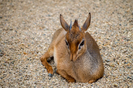 Kirk's dik-dik, Madoqua kirkii, is a small antelope native to Eastern Africa and one of four species...
